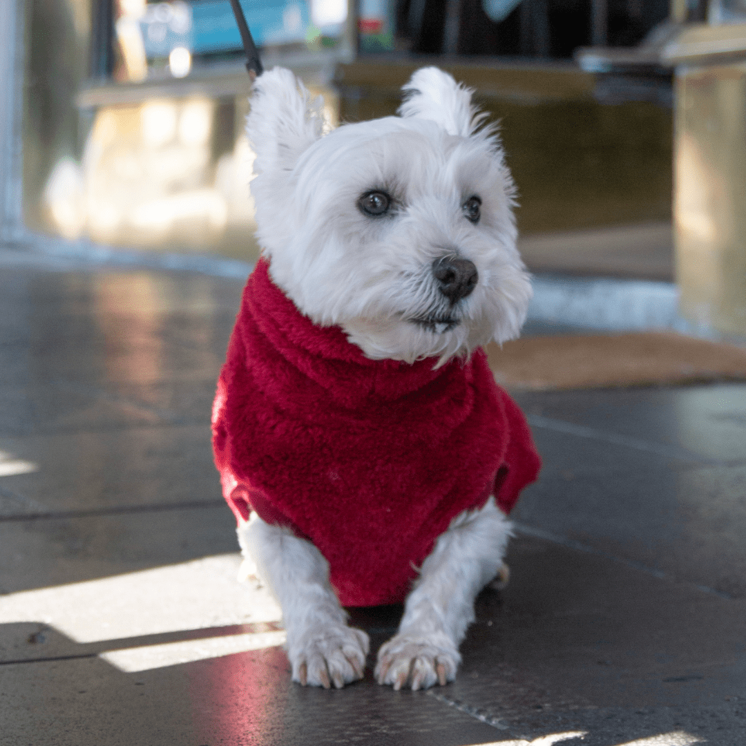 DGG Merlot Snuggly Dog Jumper - My Pooch and Me