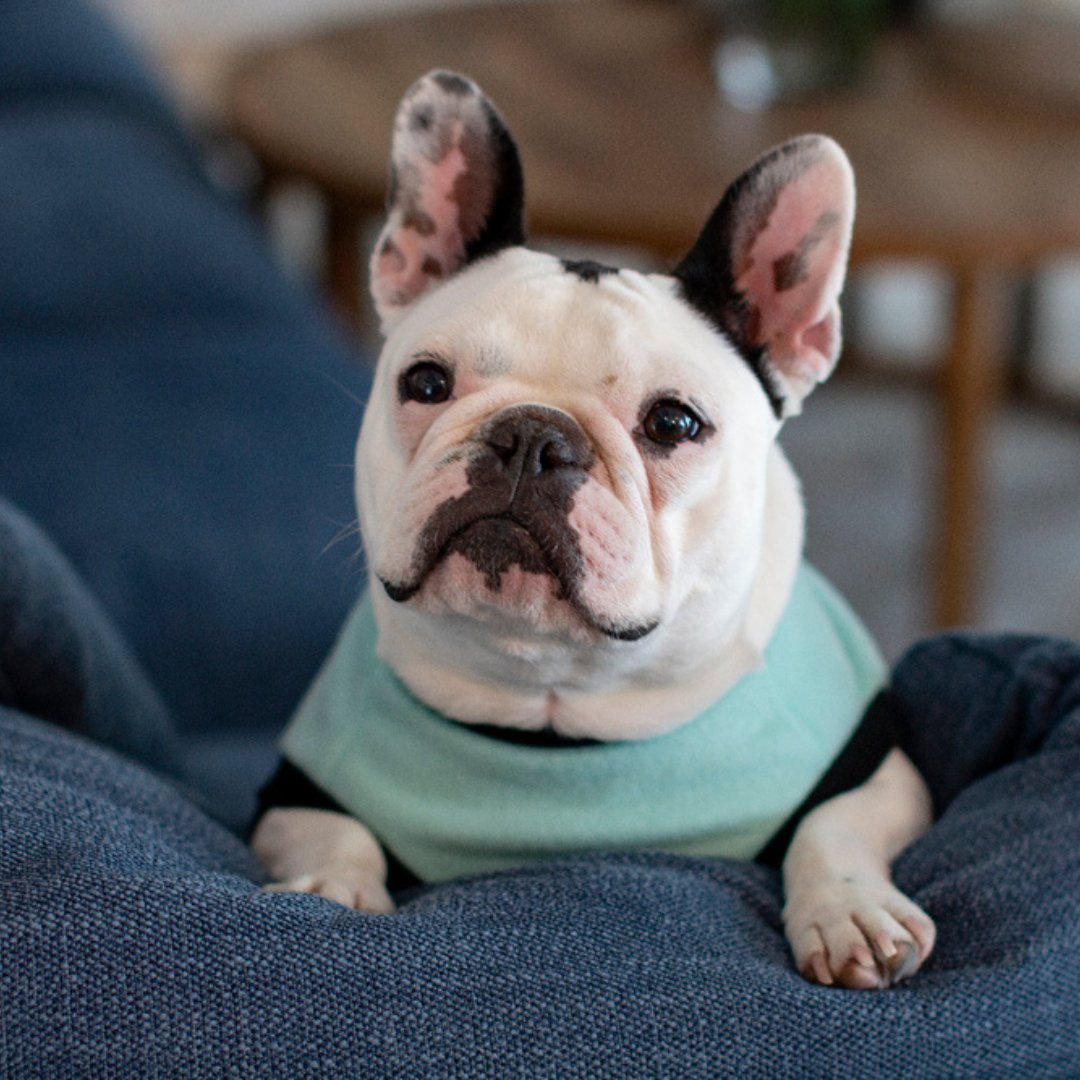 DGG Mint Green Polar Fleece Warmie Dog Jumper Front On French Bulldog