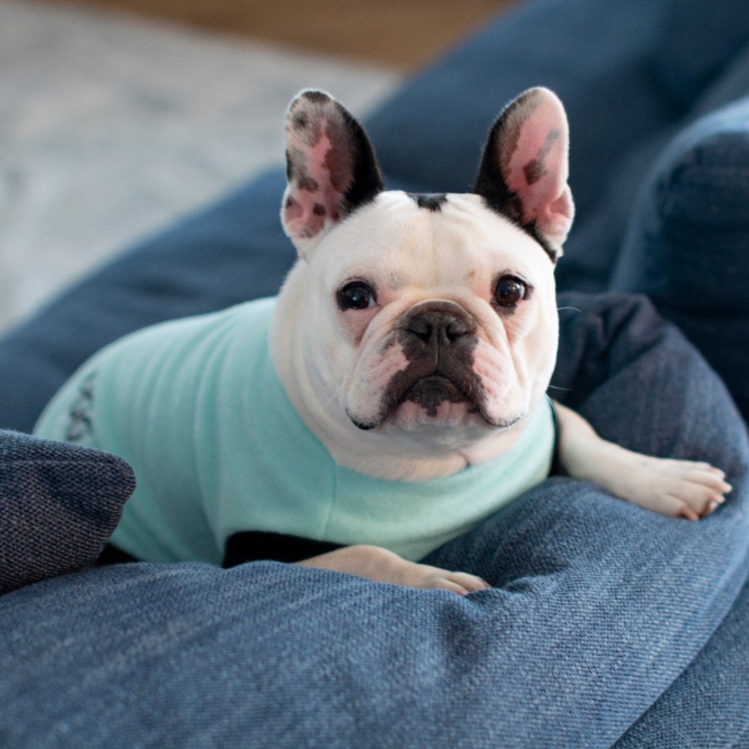 DGG Mint Green Polar Fleece Warmie Dog Jumper On French Bulldog