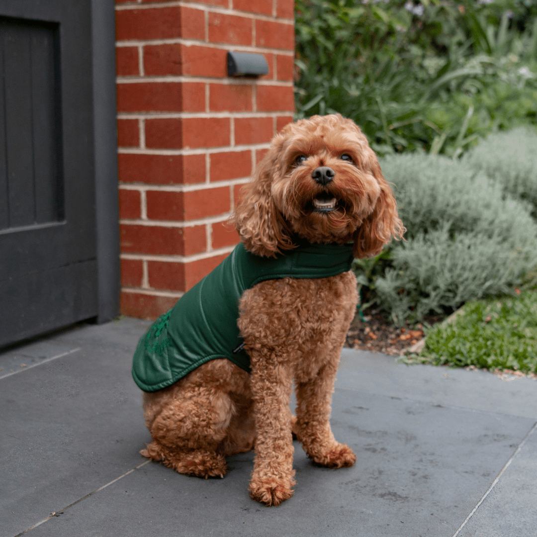 DGG Moss Green Puffer Dog Coat - My Pooch and Me