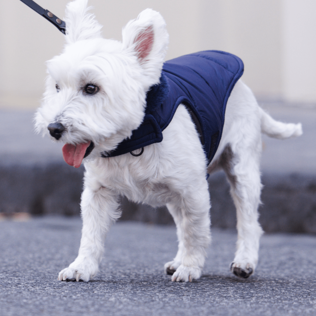 DGG Navy Blue Puffer Dog Coat - My Pooch and Me