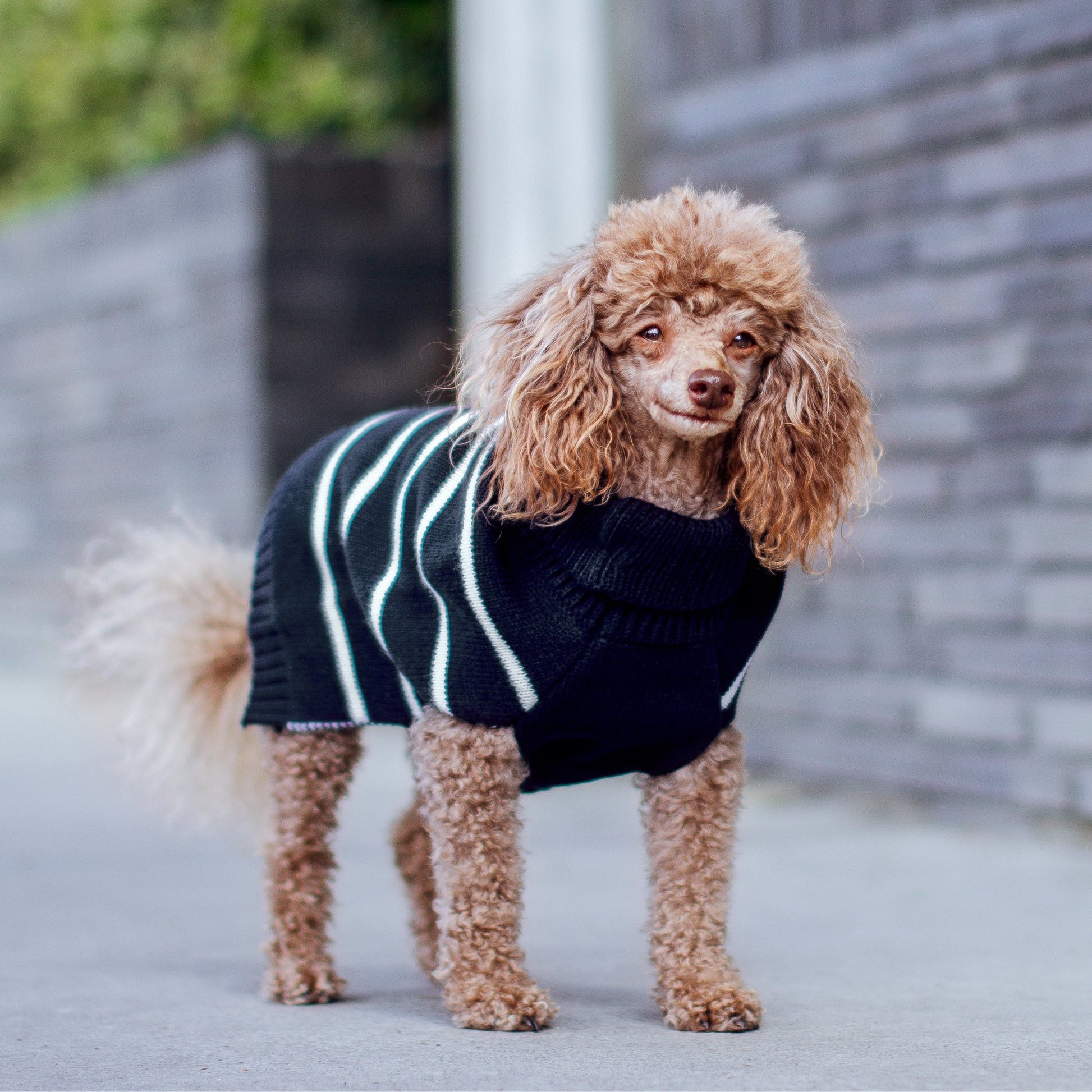 DGG Navy Stripe Knitted Jumper - My Pooch and Me