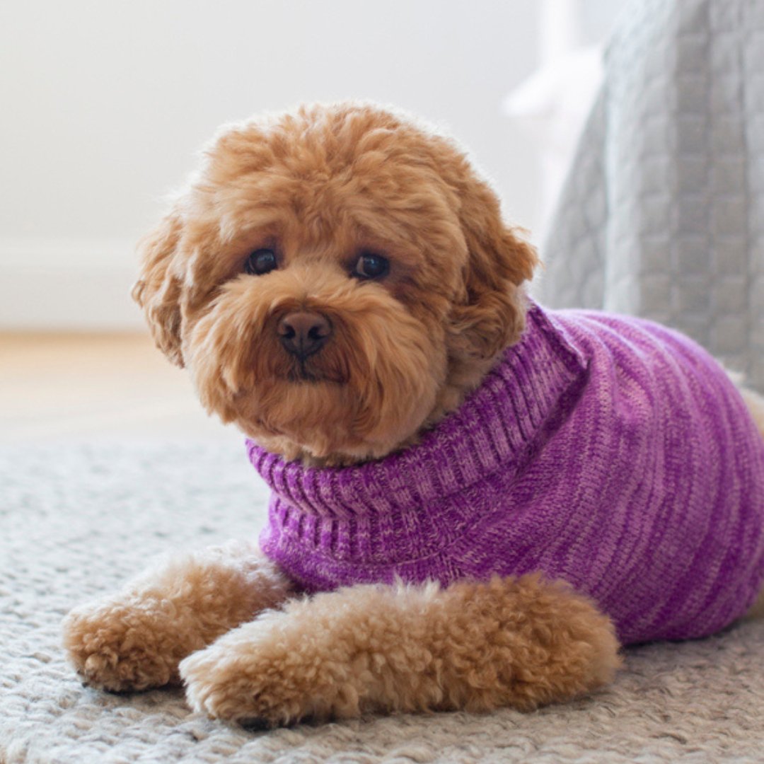 DGG Purple Homie Knitted Dog Jumper - My Pooch and Me