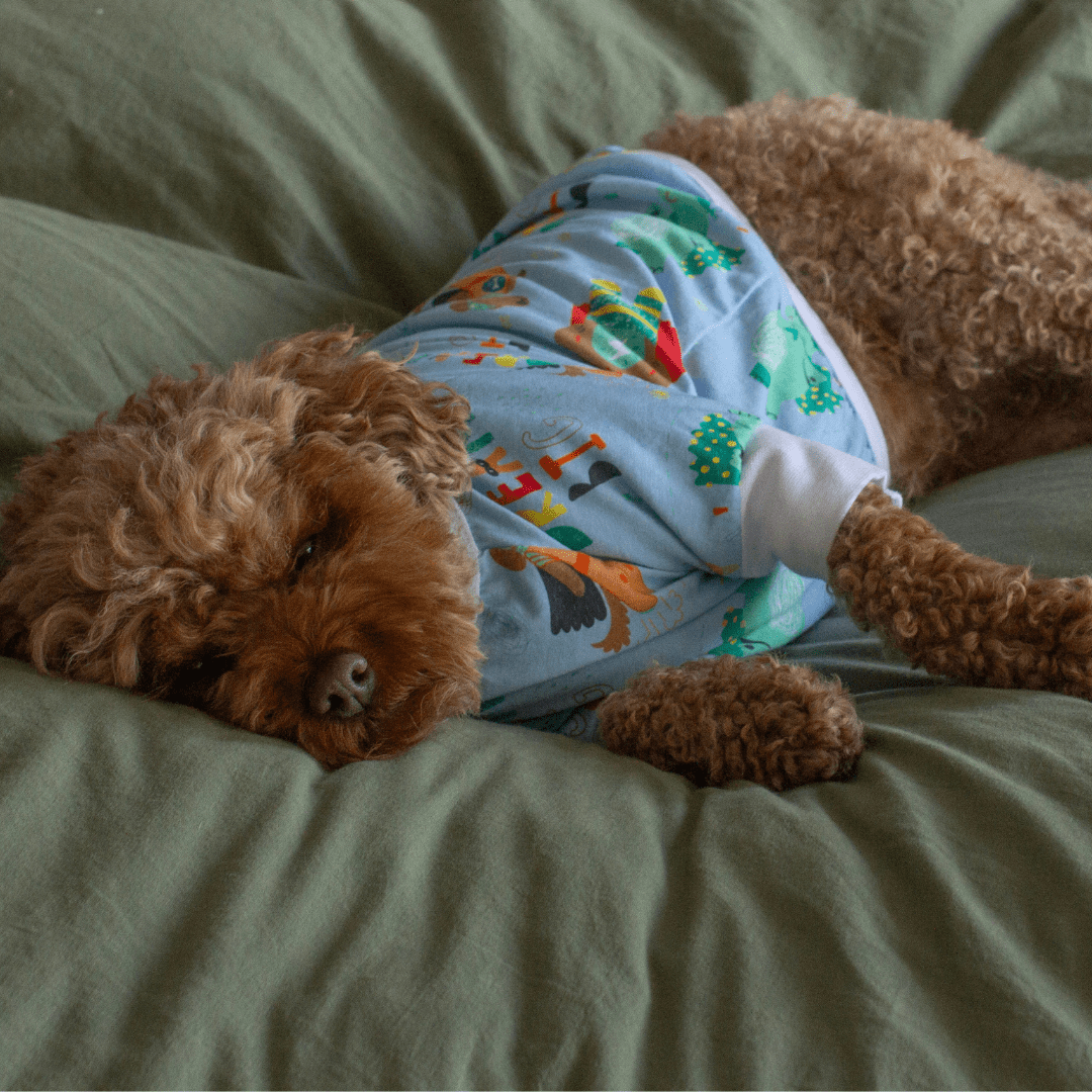 DGG Pyjamas Blue - My Pooch and Me