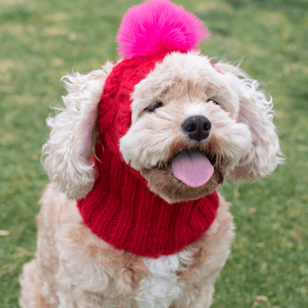 DGG Raspberry Pom Pom Dog Beanie - My Pooch and Me
