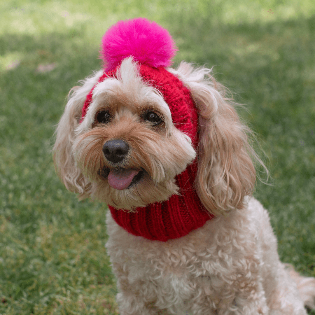 DGG Raspberry Pom Pom Dog Beanie - My Pooch and Me