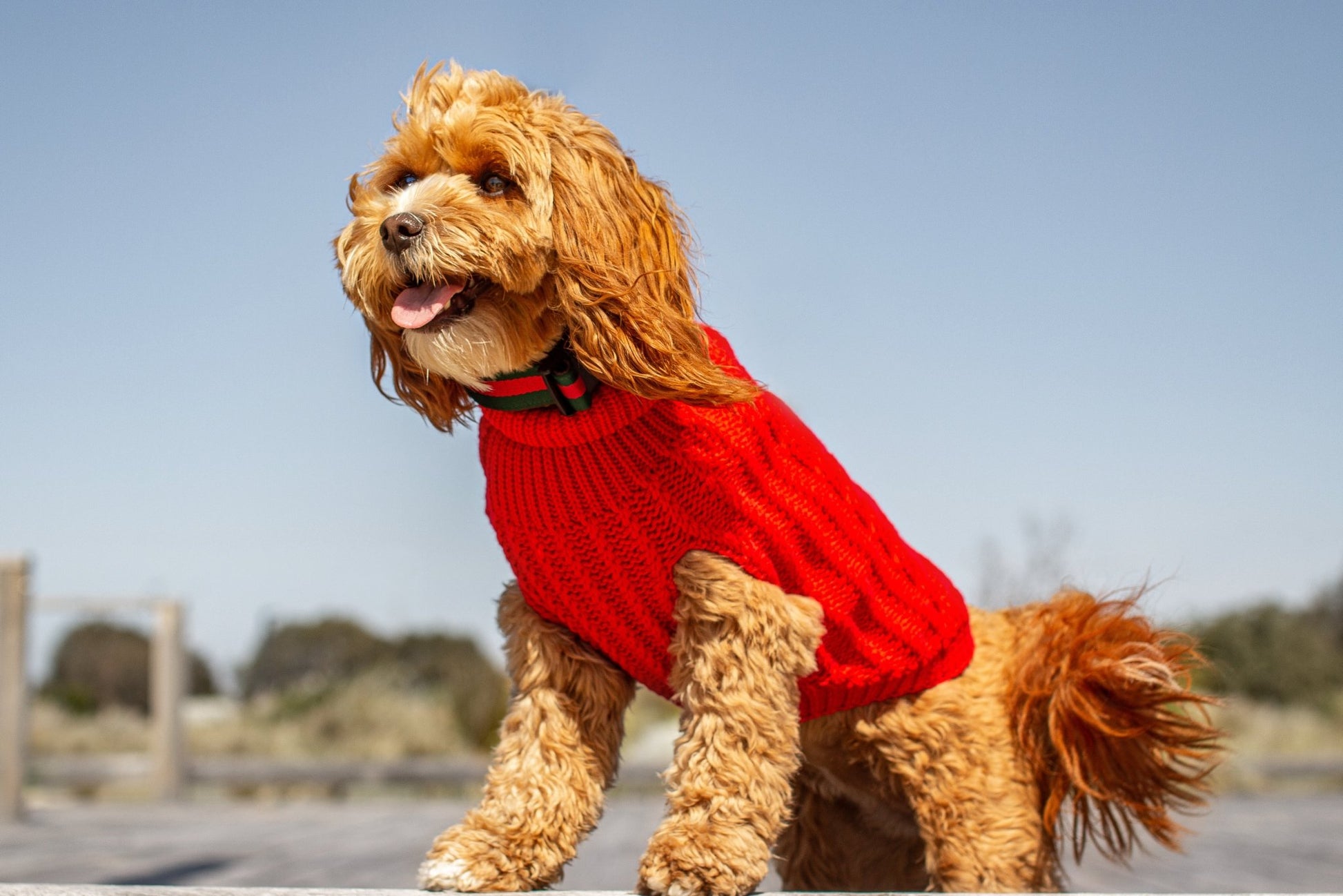 DGG Red Chunky Cable Knitted Dog Jumper - My Pooch and Me