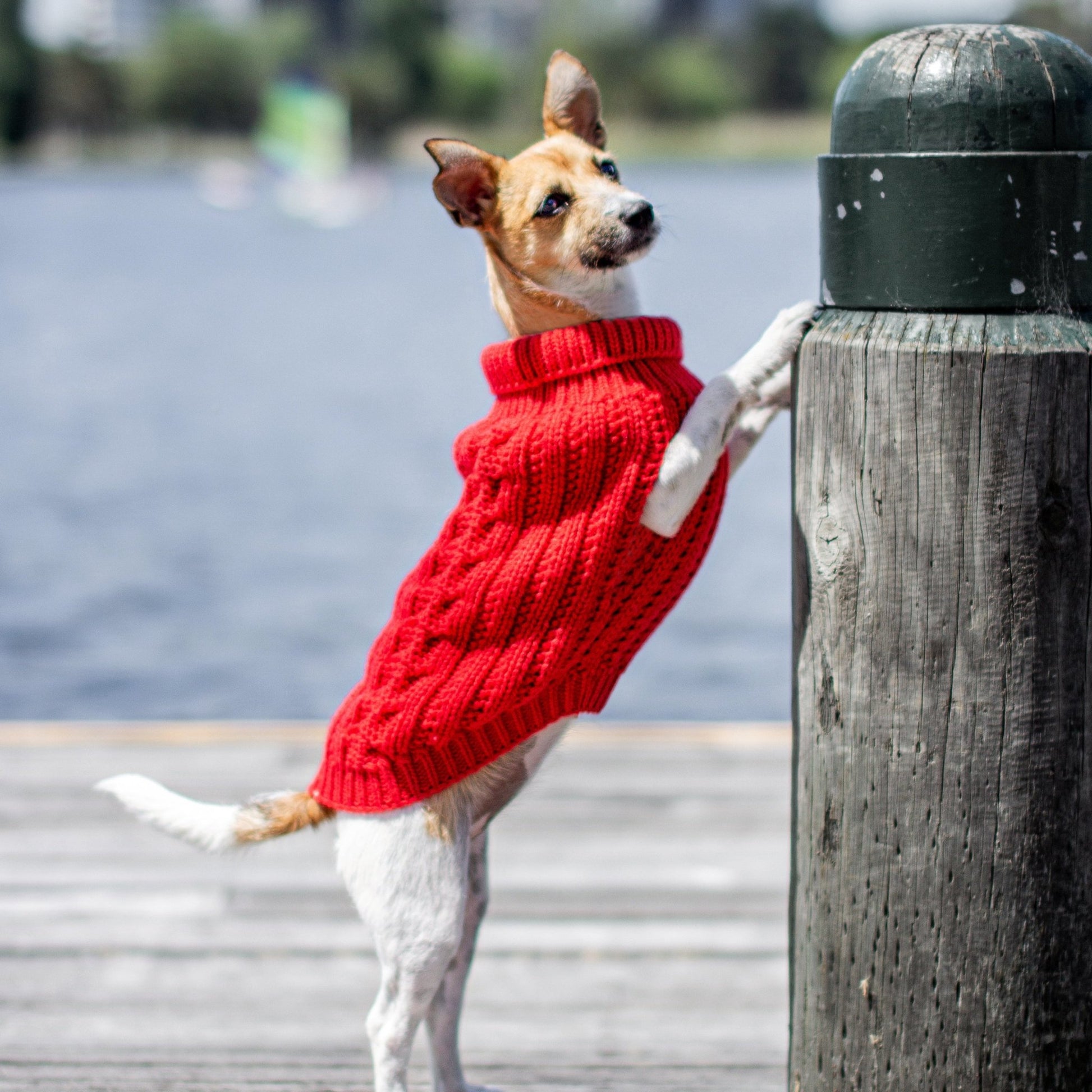 DGG Red Chunky Cable Knitted Dog Jumper - My Pooch and Me