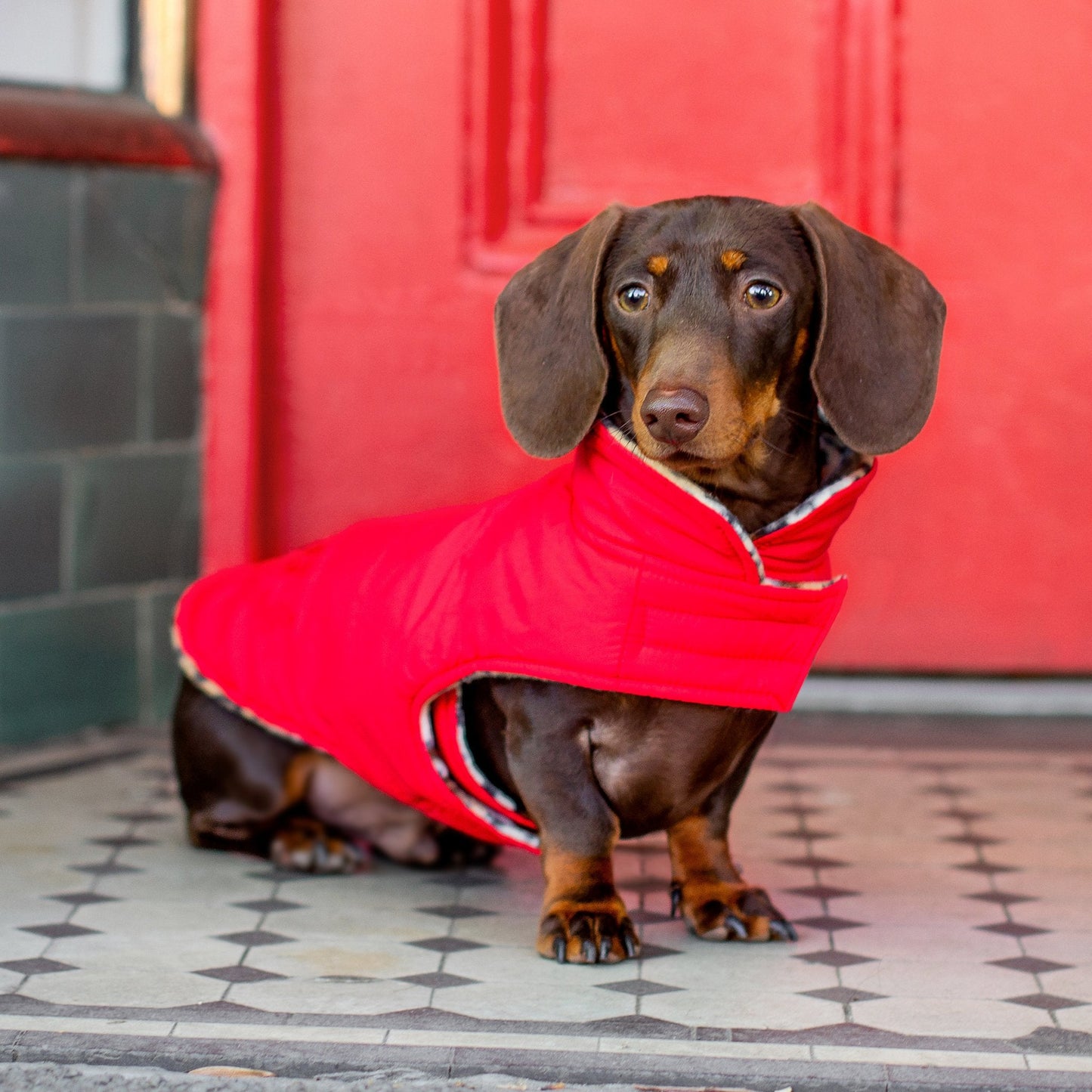 DGG Red Puffer Dog Coat - My Pooch and Me