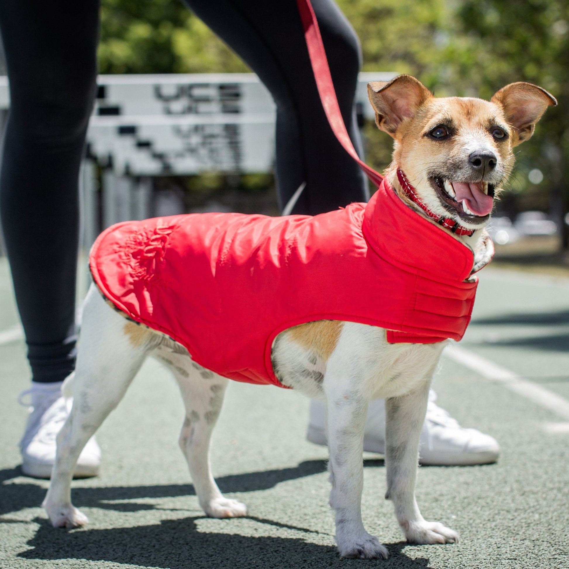 DGG Red Puffer Dog Coat - My Pooch and Me