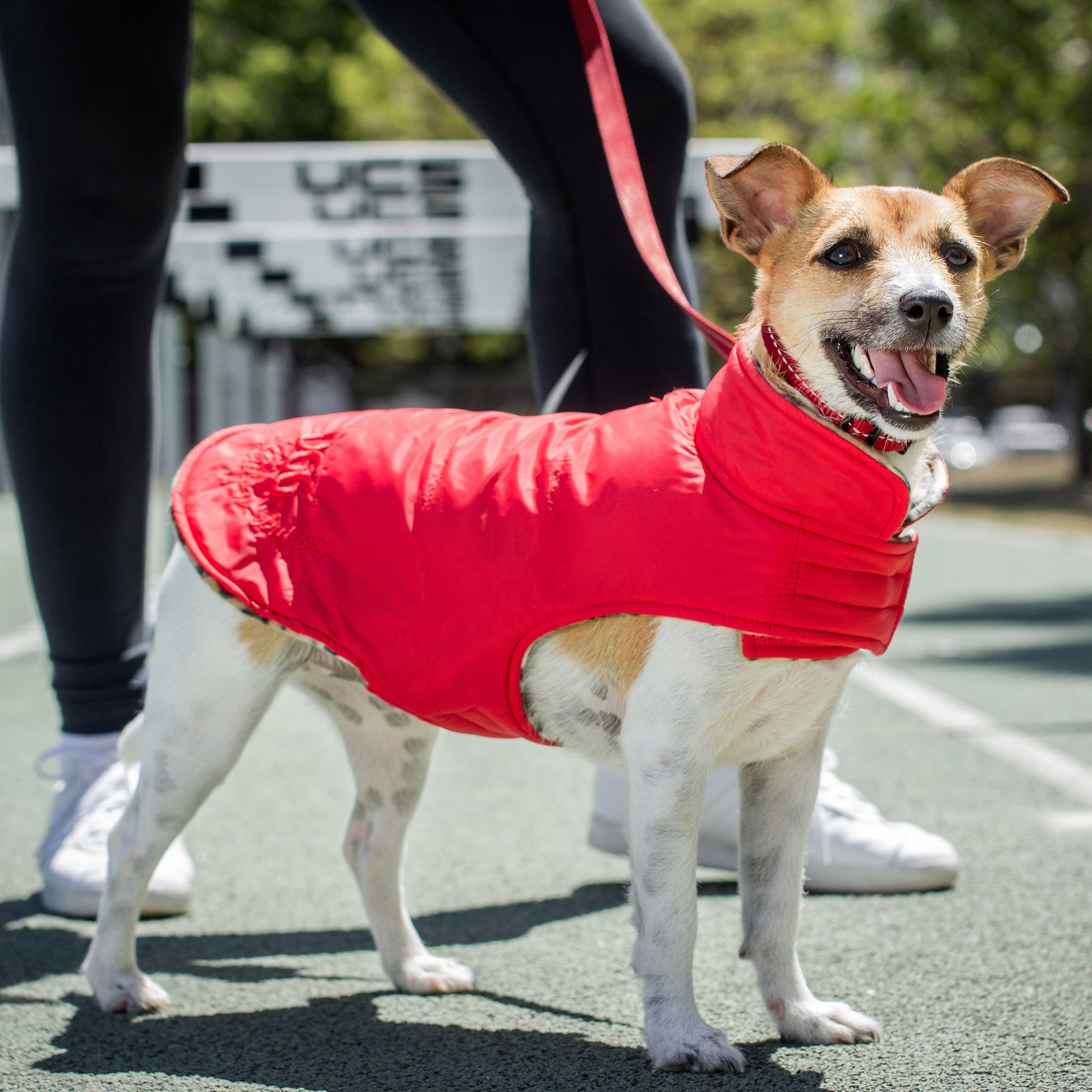 DGG Red Puffer Jacket - My Pooch and Me