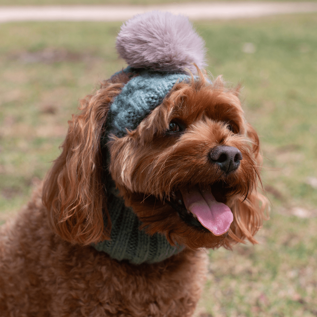 DGG Sage Green Pom Pom Dog Beanie - My Pooch and Me