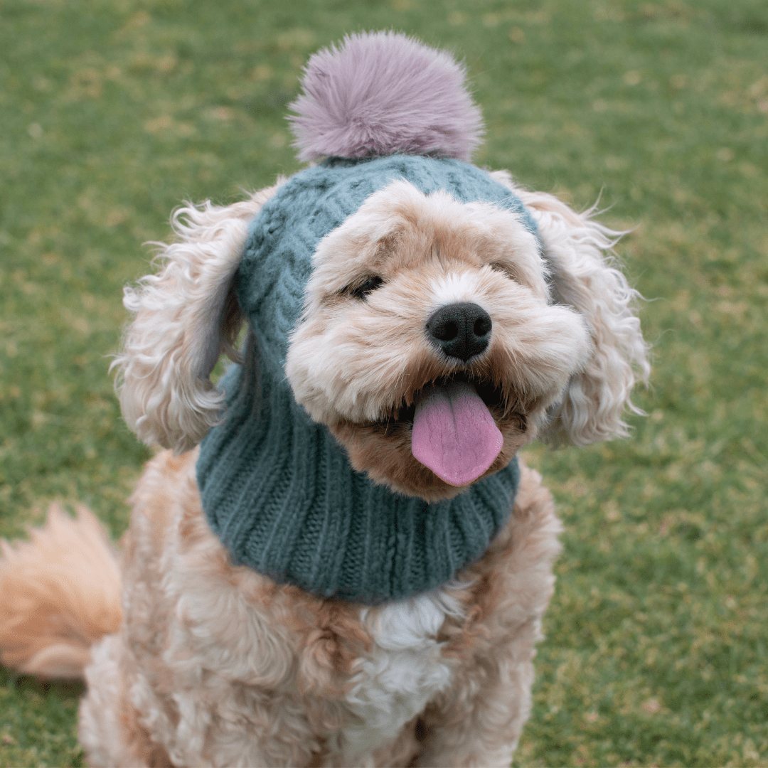 DGG Sage Green Pom Pom Dog Beanie - My Pooch and Me