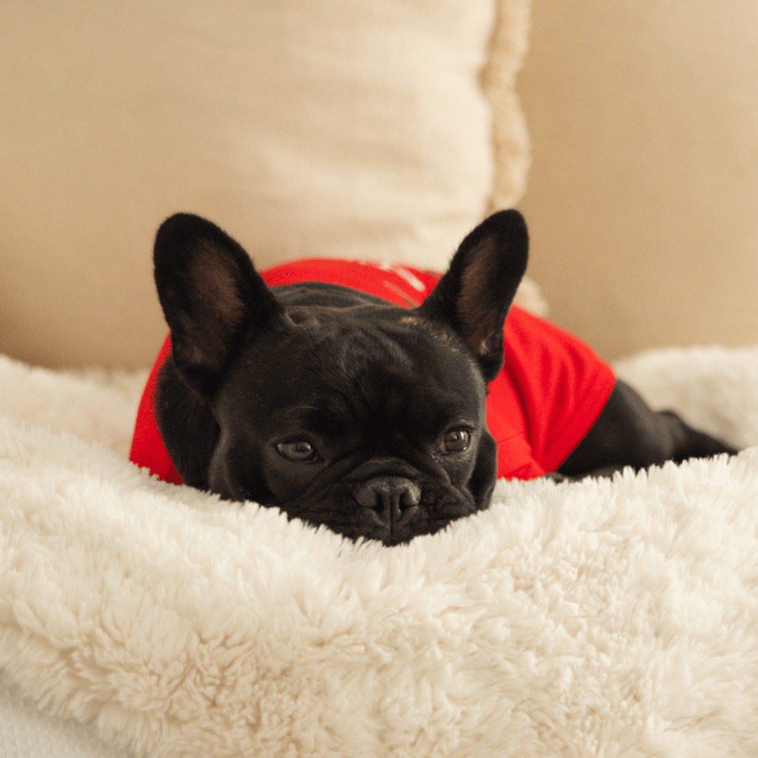 DGG Snuggle Bug Dog T-Shirt - My Pooch and Me