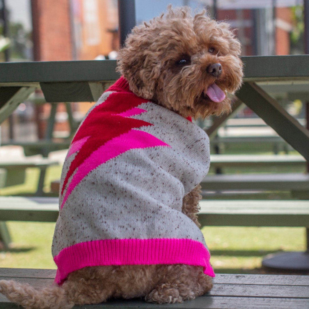 DGG Starstruck Knitted Dog Jumper - My Pooch and Me