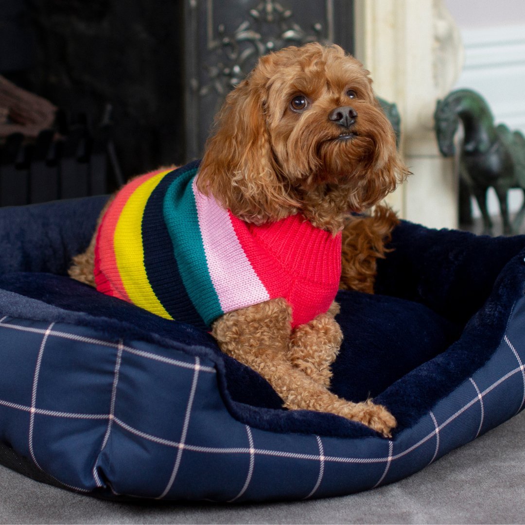 DGG Stella Stripe Knitted Dog Jumper - My Pooch and Me