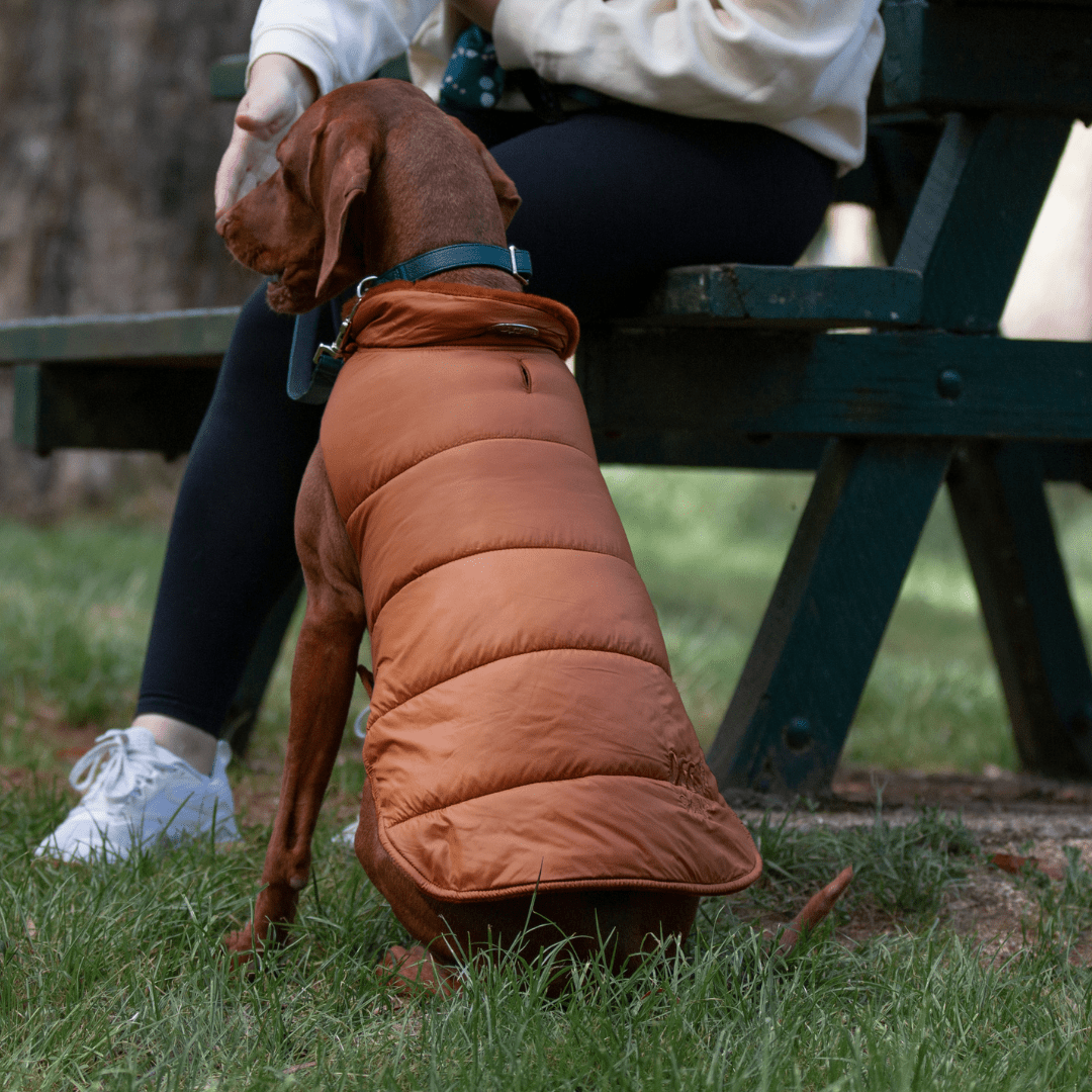 DGG Toffee Puffer Dog Coat - My Pooch and Me
