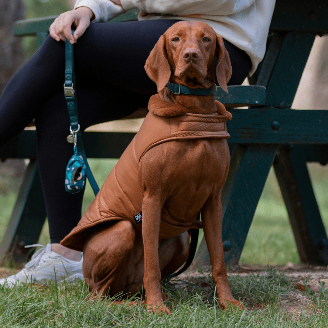 DGG Toffee Puffer Dog Coat - My Pooch and Me