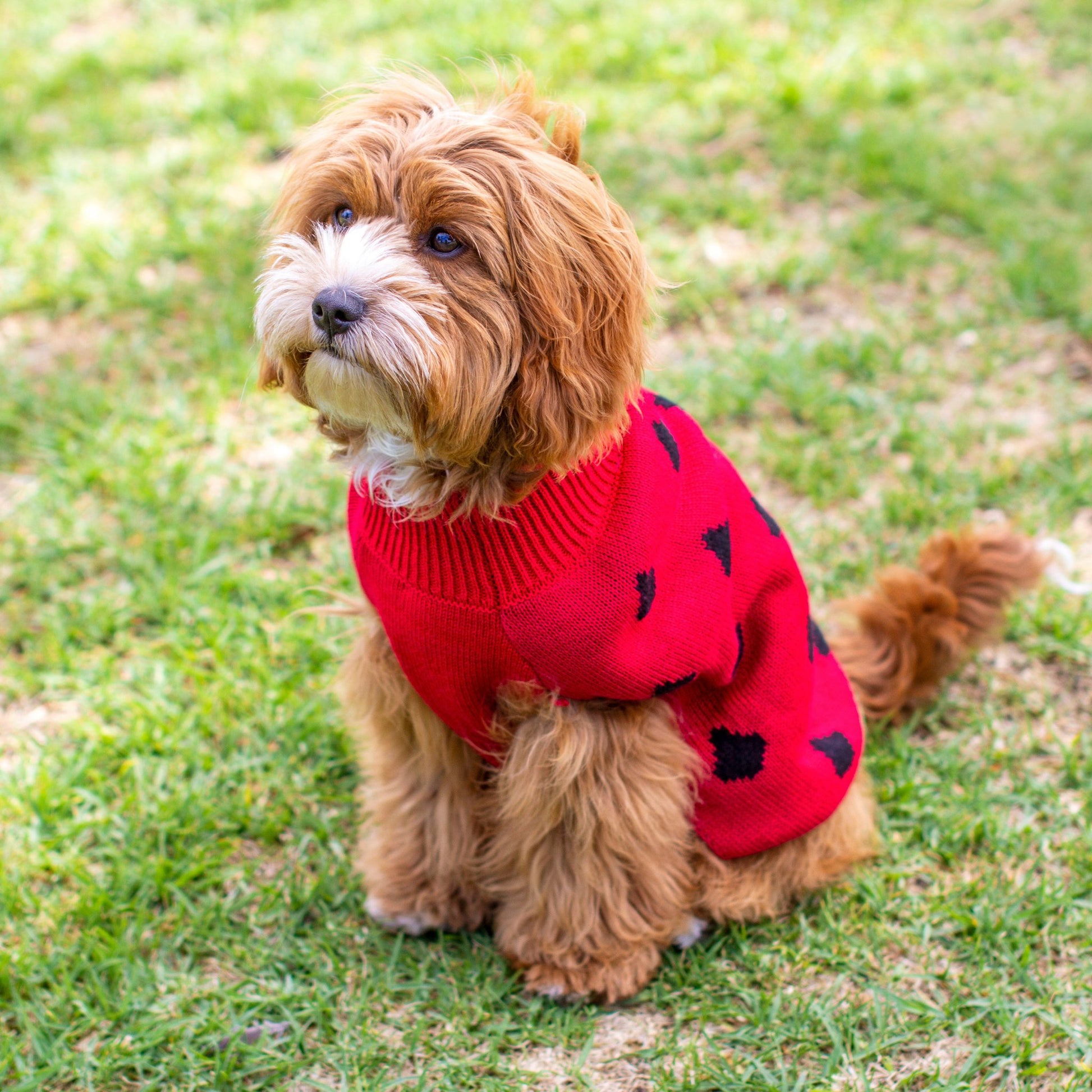 DGG Watermelon Print Knitted Dog Jumper - My Pooch and Me