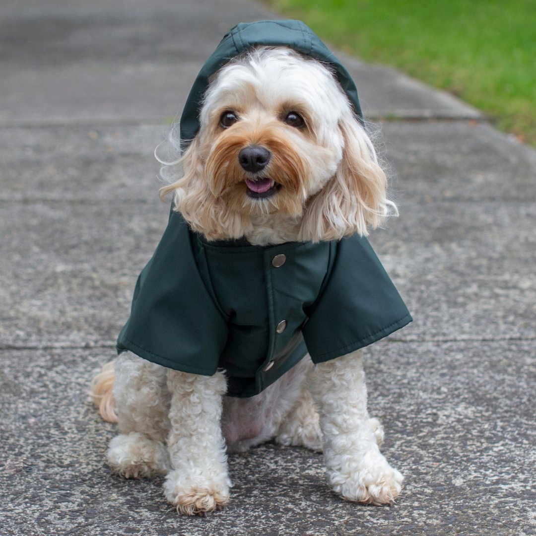 DGG Wet Weather Rain Walker Coat - My Pooch and Me