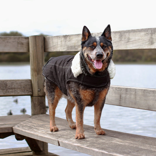 Ruff N Rugged Black Denim Coat - My Pooch and Me