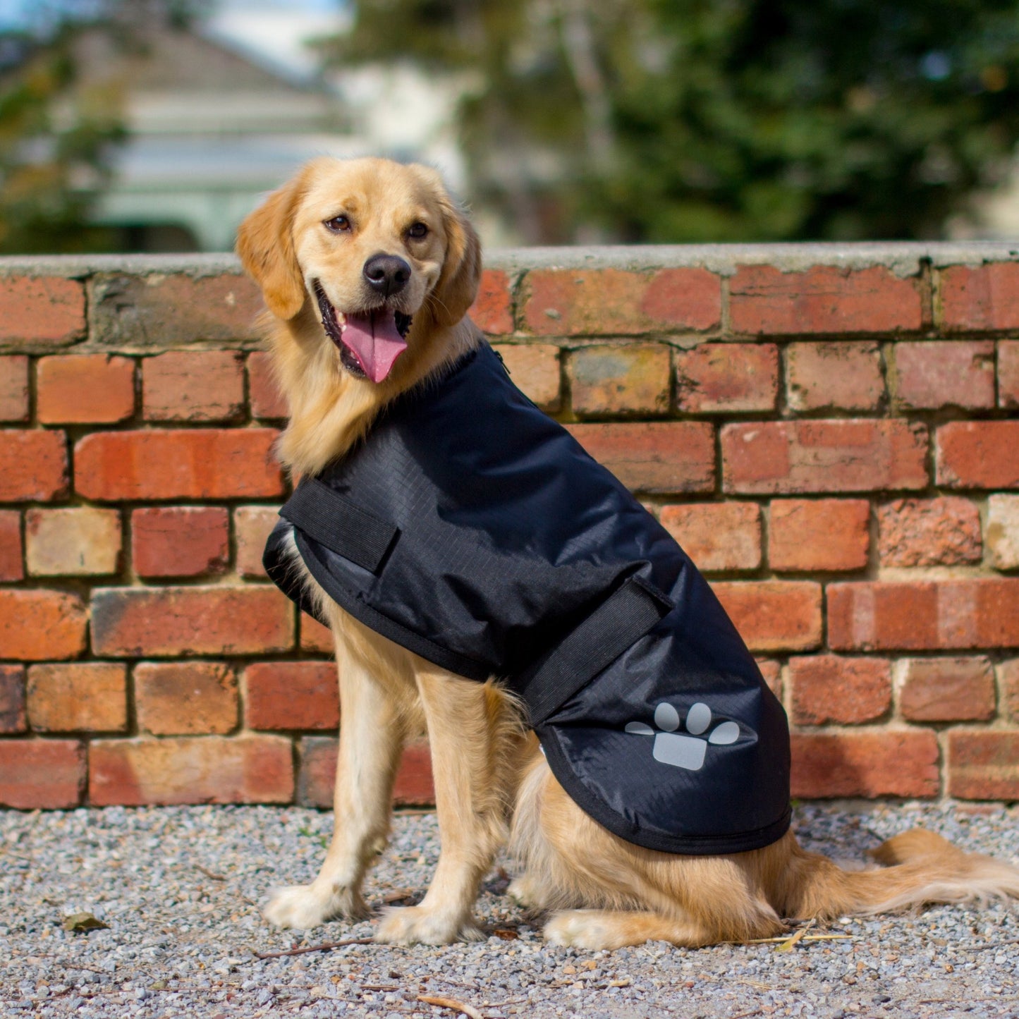 Ruff N Rugged Black Utility Dog Coat - My Pooch and Me