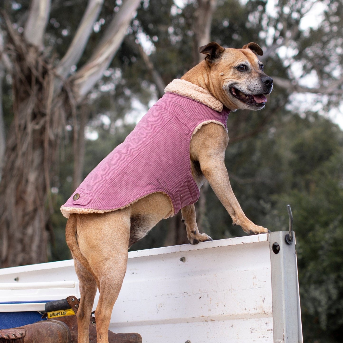 Ruff N Rugged Blush Pink Corduroy Dog Coat - My Pooch and Me