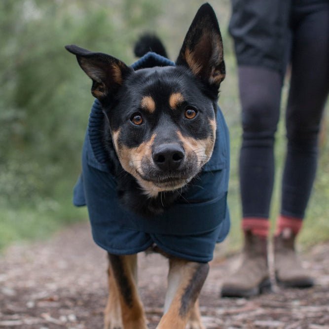 Ruff N Rugged Cadet Navy Trench Dog Coat - My Pooch and Me