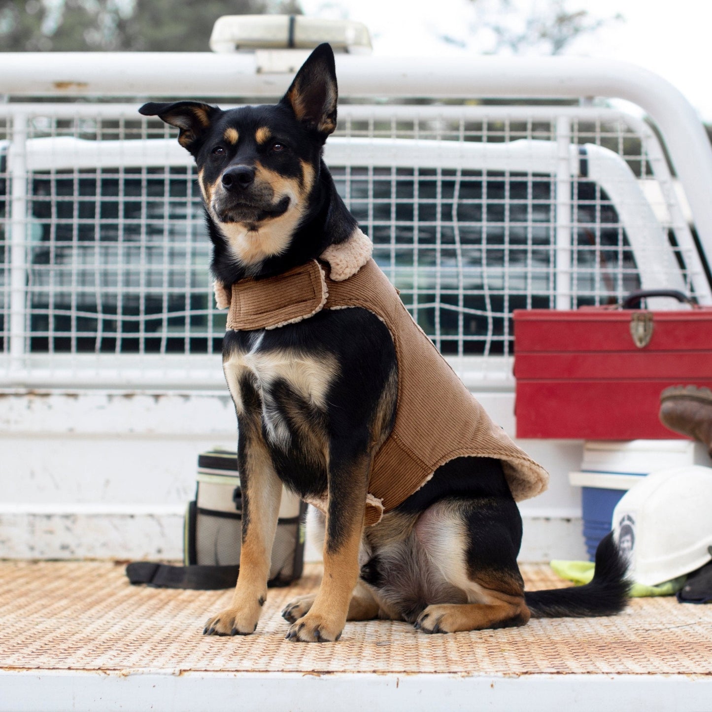 Ruff N Rugged Camel Corduroy Dog Coat - My Pooch and Me