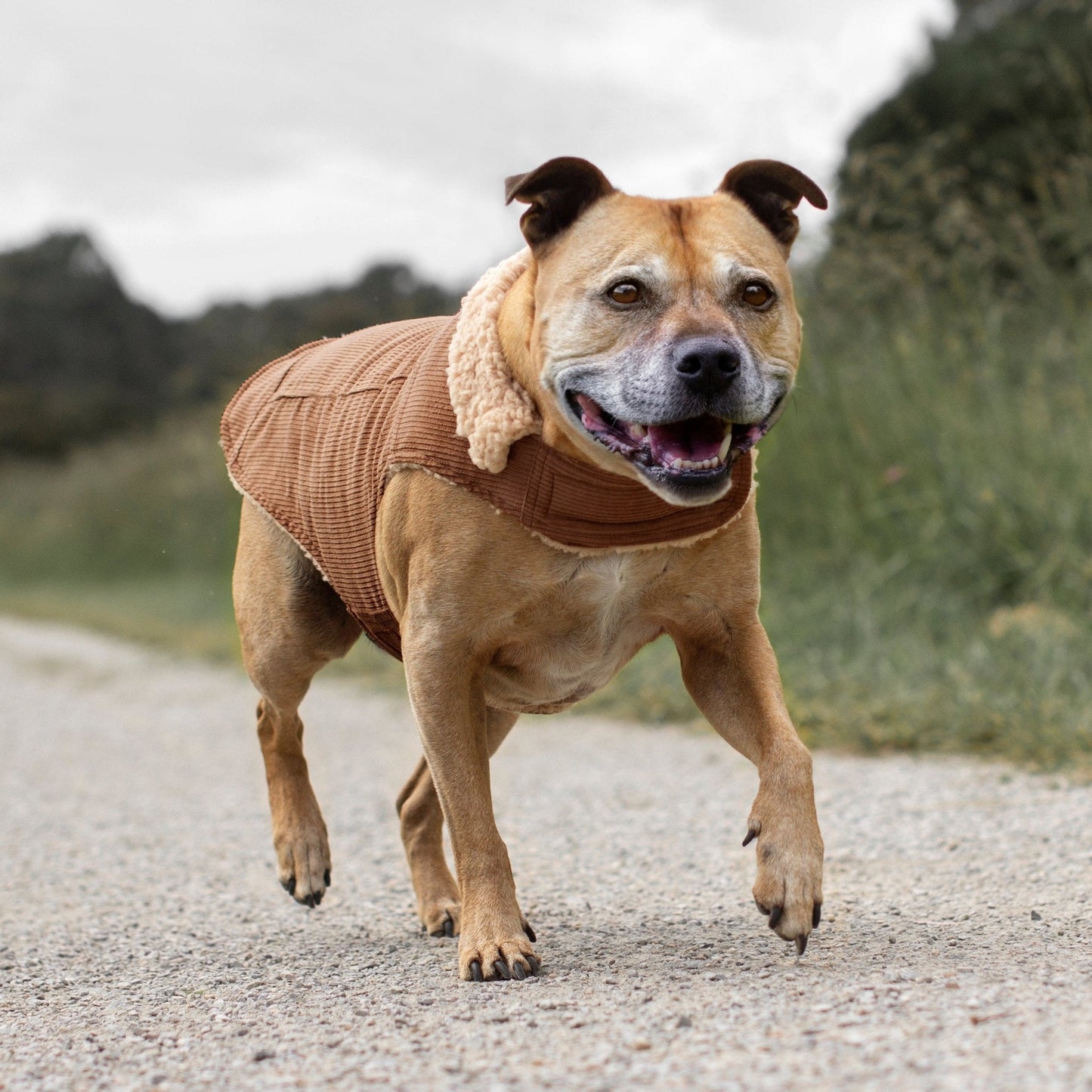 Ruff N Rugged Camel Corduroy Dog Coat - My Pooch and Me