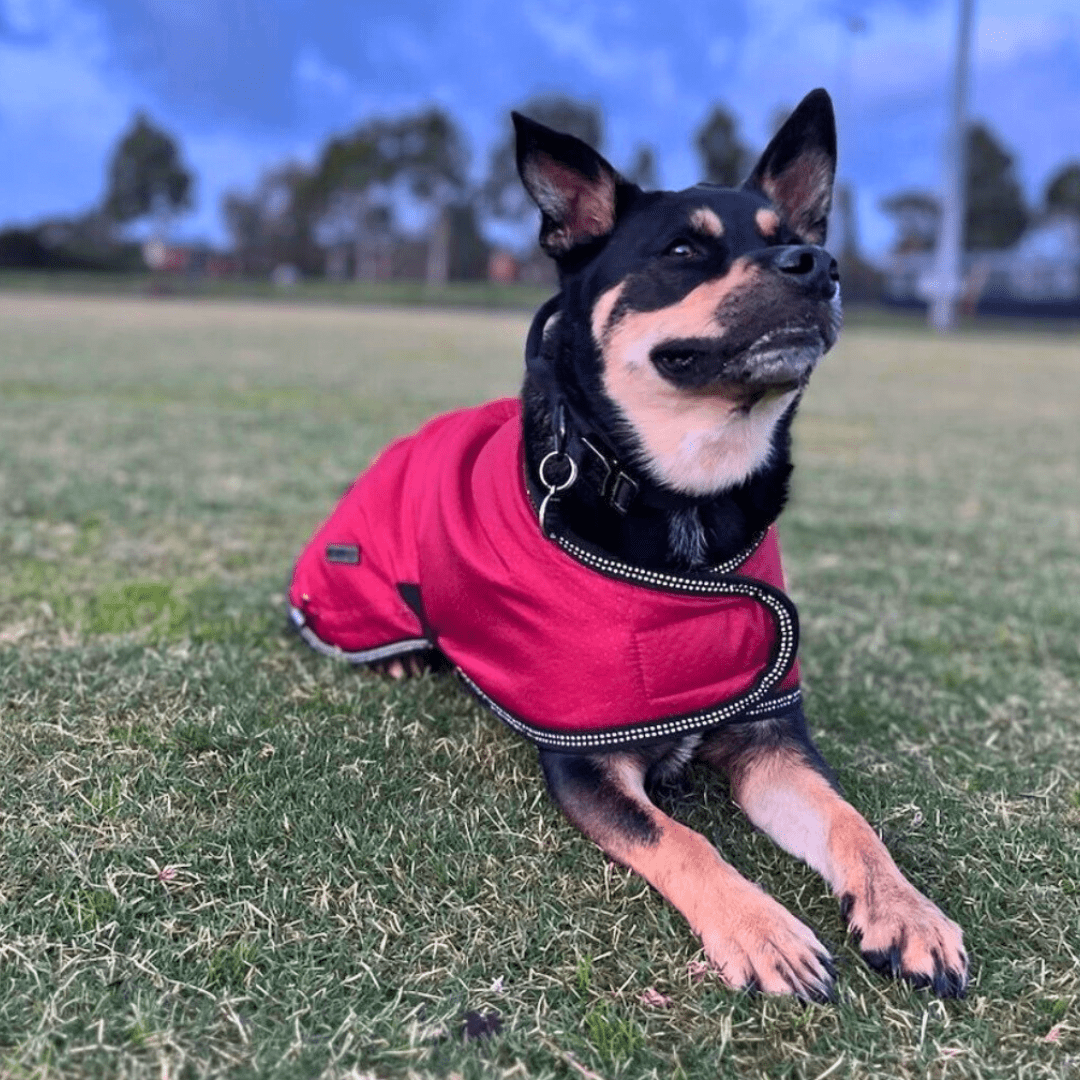 Ruff N Rugged Cherry Red Mortech Rambler Dog Coat - My Pooch and Me