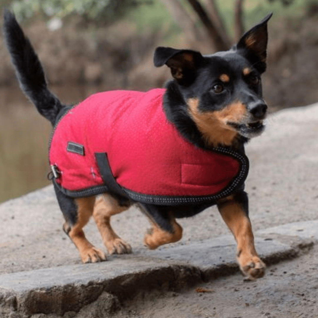 Ruff N Rugged Cherry Red Mortech Rambler Dog Coat - My Pooch and Me