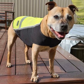 Ruff N Rugged High Vis Safety Dog Coat On Staffy