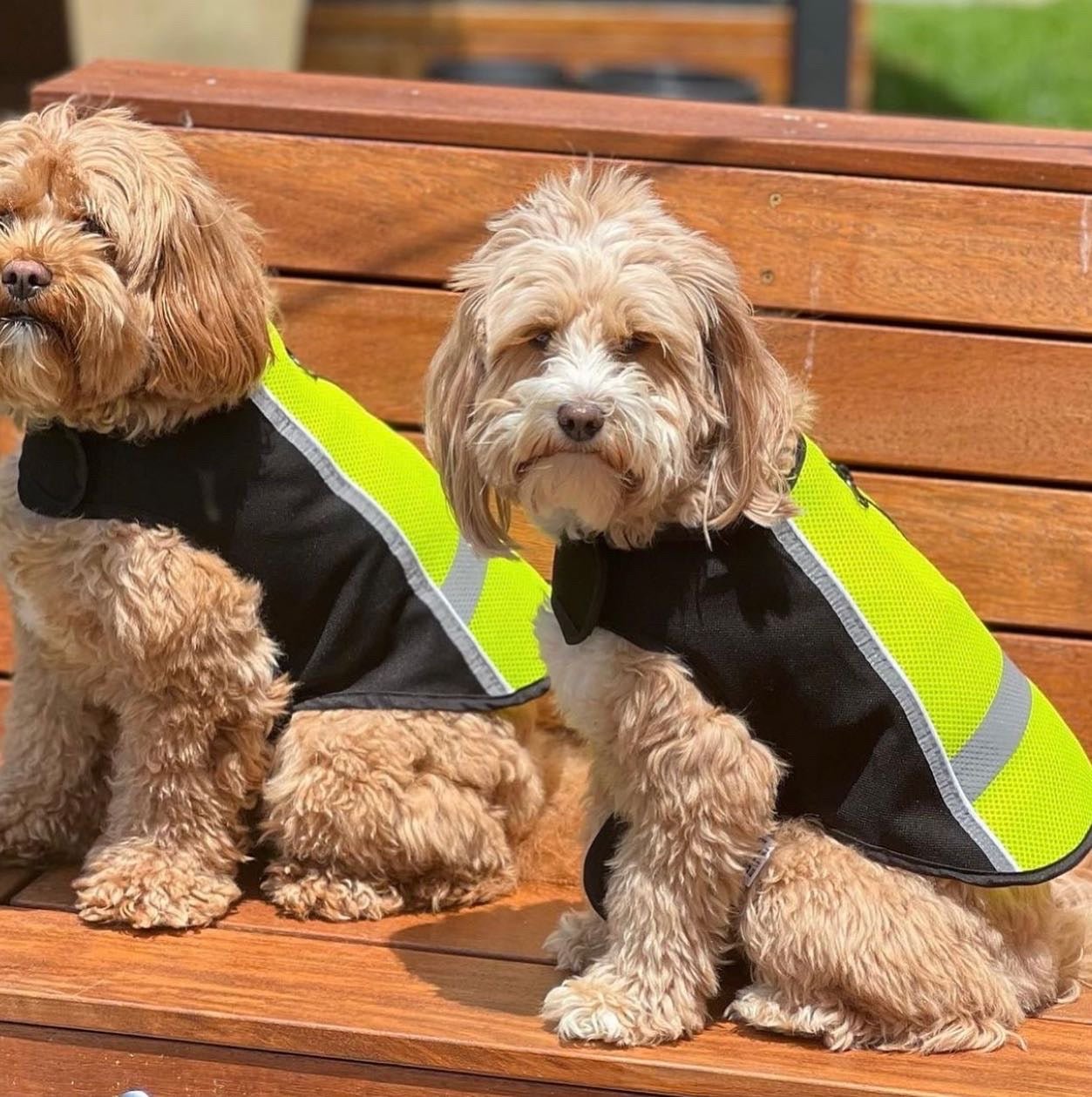 Ruff N Rugged High Vis Safety Dog Coat - My Pooch and Me