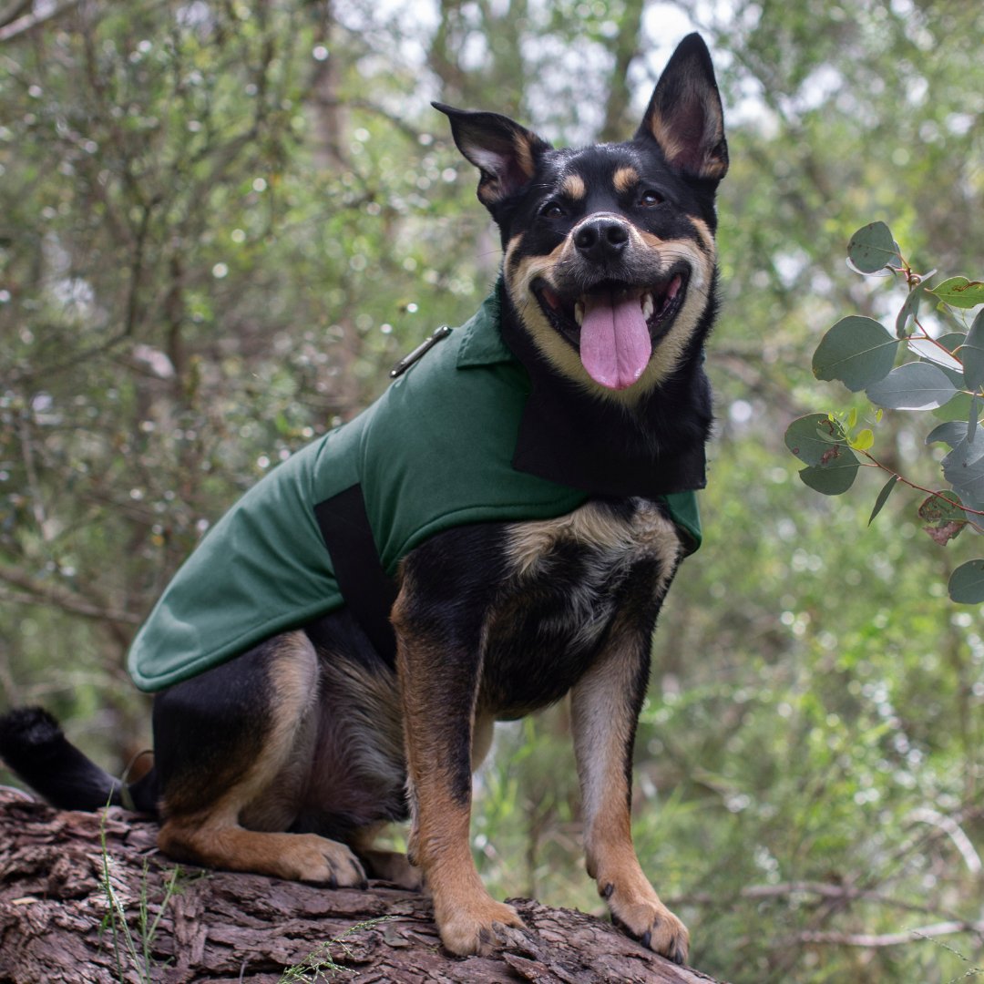 Ruff N Rugged Moss Green Trench Coat - My Pooch and Me