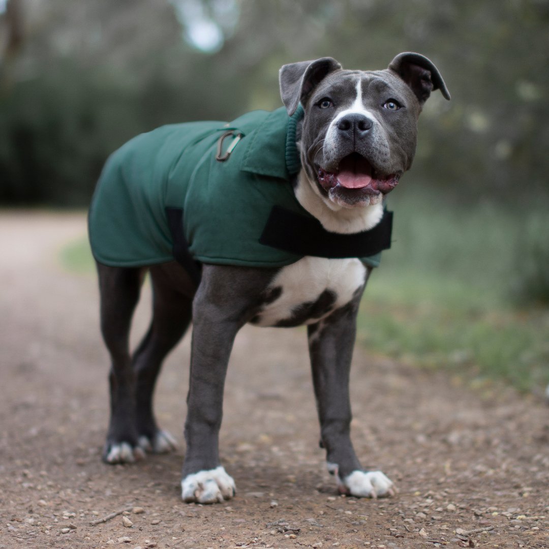 Ruff N Rugged Moss Green Trench Coat - My Pooch and Me