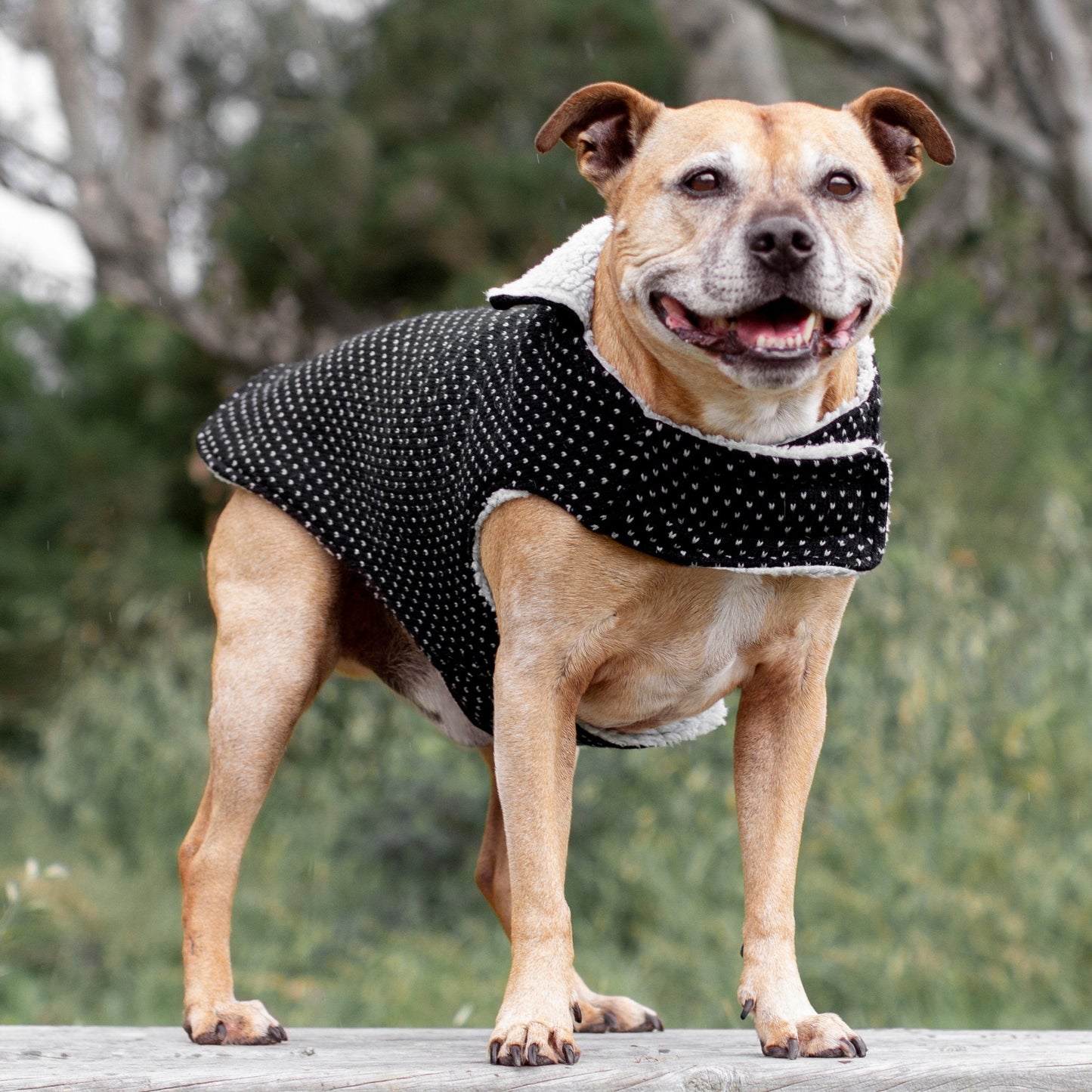 Ruff N Rugged Pavillion Wooley Knit Dog Coat - My Pooch and Me