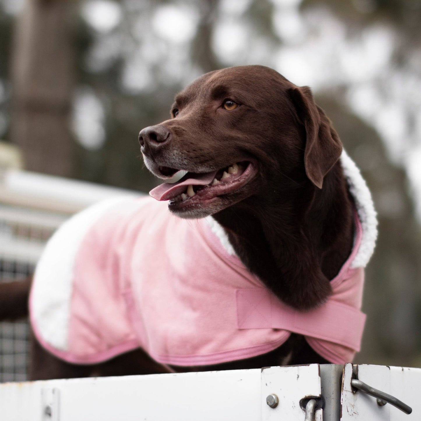 Ruff N Rugged Pink Sherpa Dog Coat - My Pooch and Me