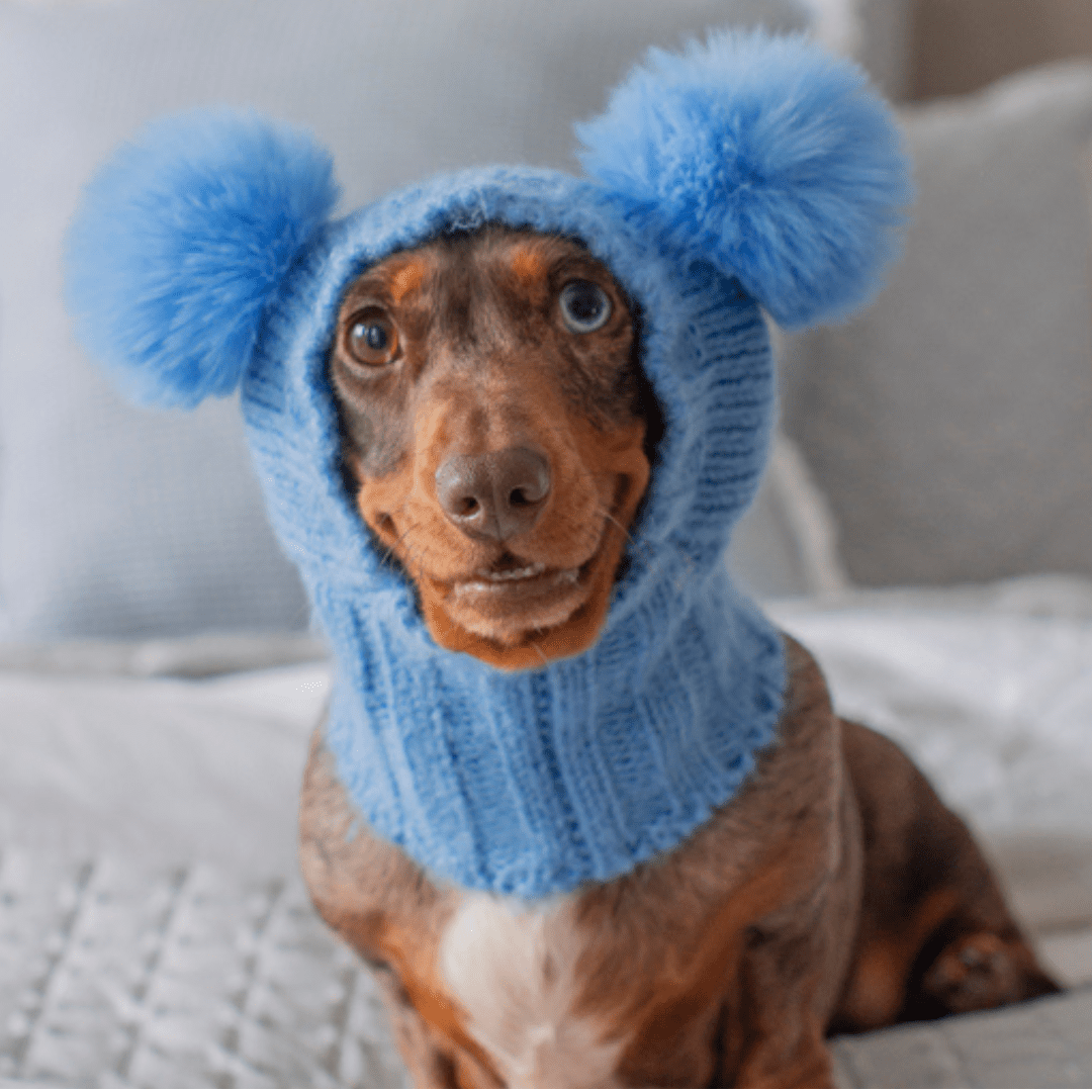 Wriggley Diggley Blue Pom Pom Dog Snood Hood - My Pooch and Me