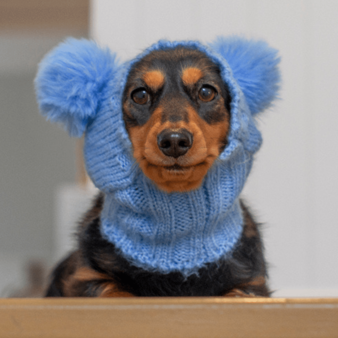 Wriggley Diggley Blue Pom Pom Dog Snood Hood - My Pooch and Me