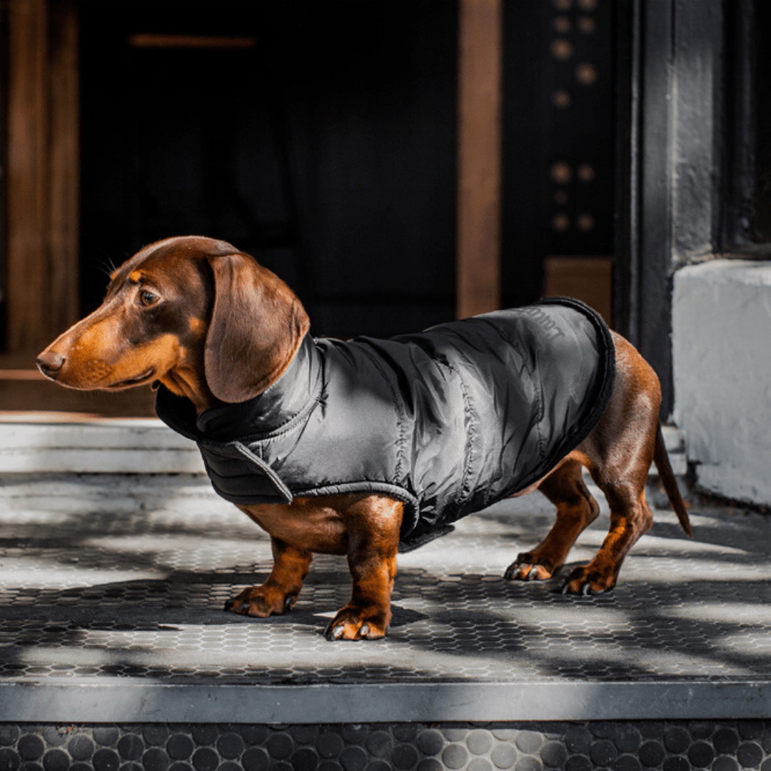 Wriggley Diggley Dachshund Puffer Jacket - My Pooch and Me