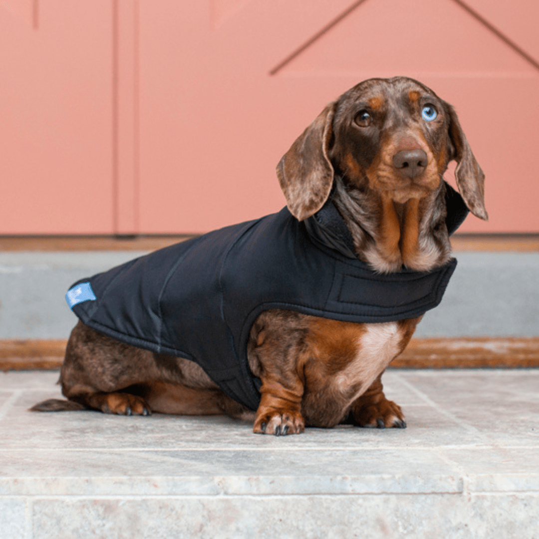 Wriggley Diggley Dachshund Puffer Jacket - My Pooch and Me