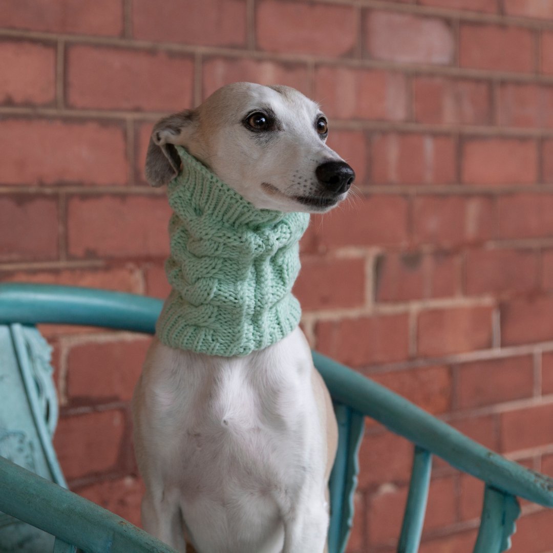 Wriggley Diggley Mint Green Dog Snood - My Pooch and Me