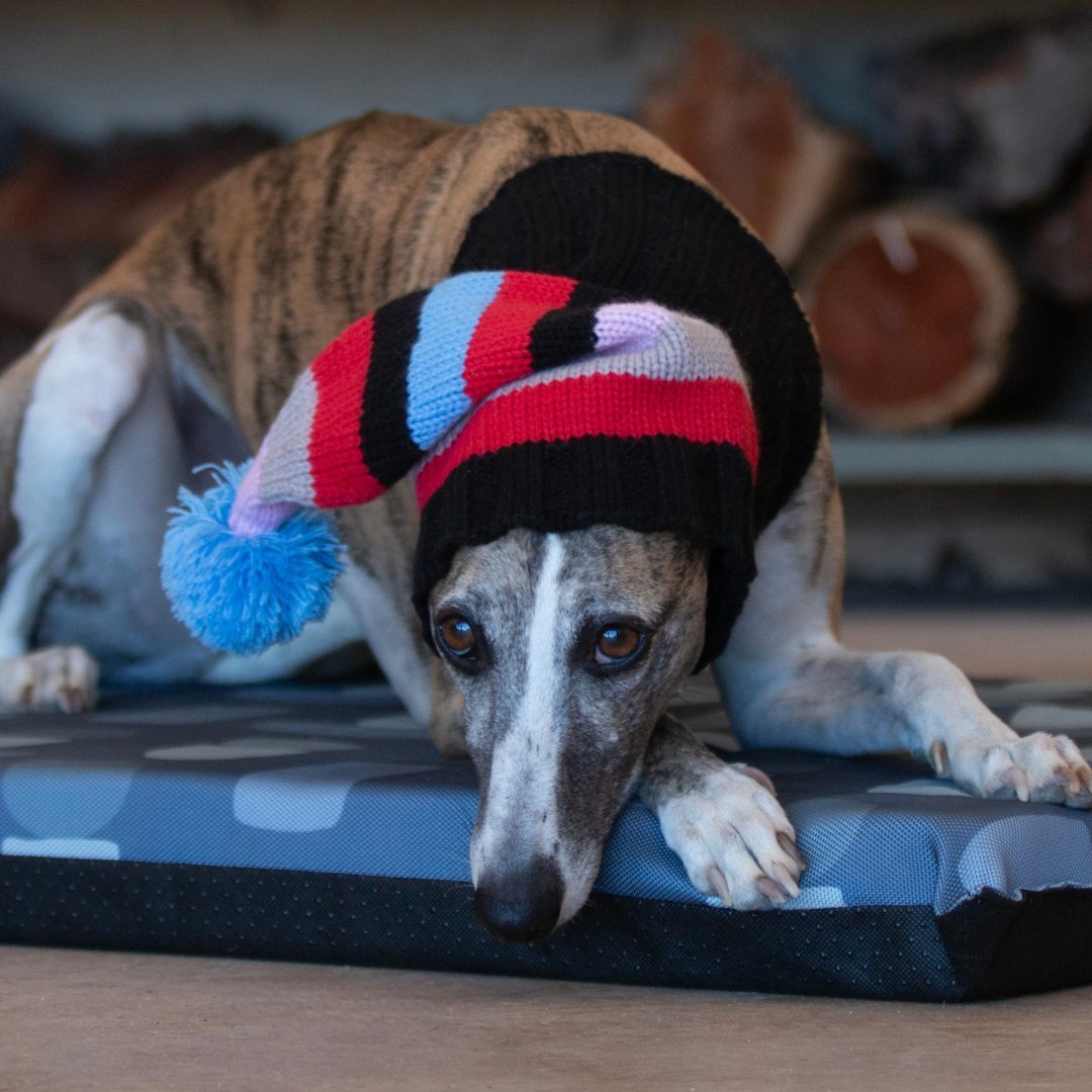 Wriggley Diggley Striped Pom Pom Dog Snood Hood - My Pooch and Me