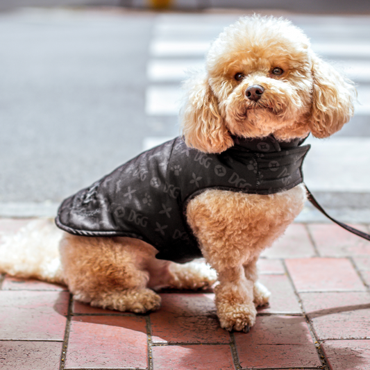 DGG Fashionista Black Chewy Vuitton Quilted Dog Coat