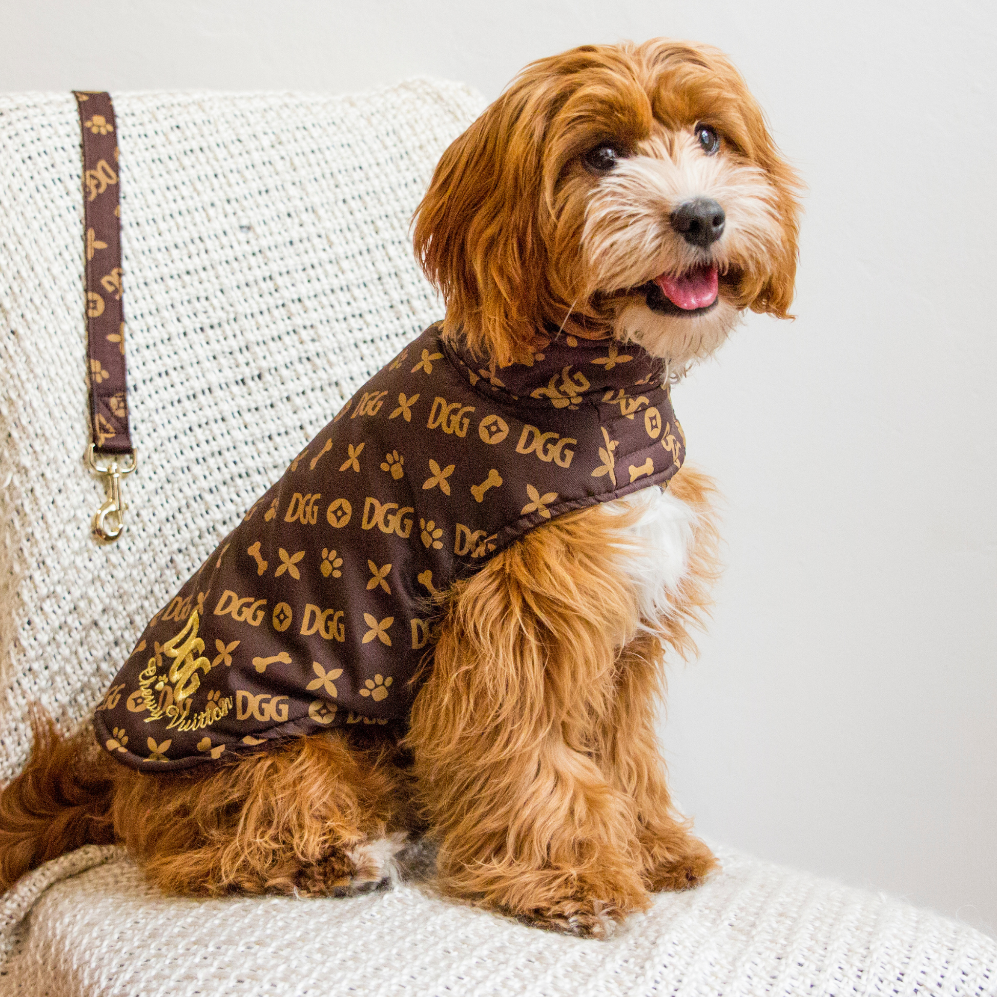 cute dog in DGG chewy vuitton parka