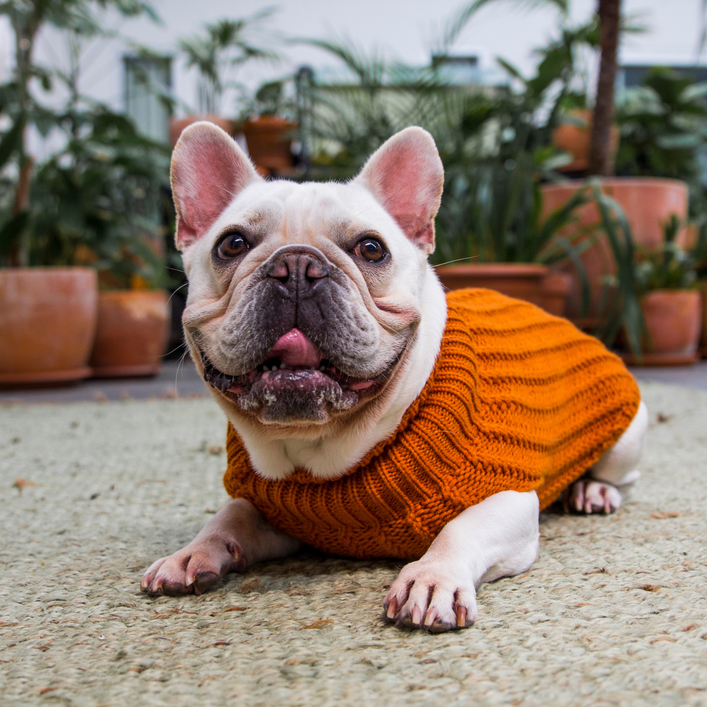 DGG Caramel Chunky Cable Knitted Dog Jumper
