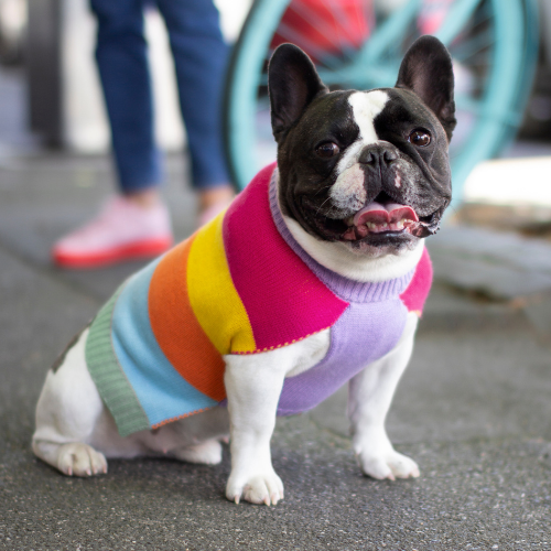 DGG Pastel Stripe Knitted Dog Jumper