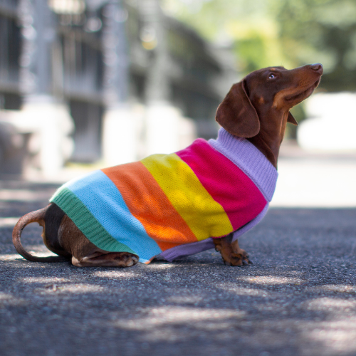 DGG Pastel Stripe Knitted Dog Jumper
