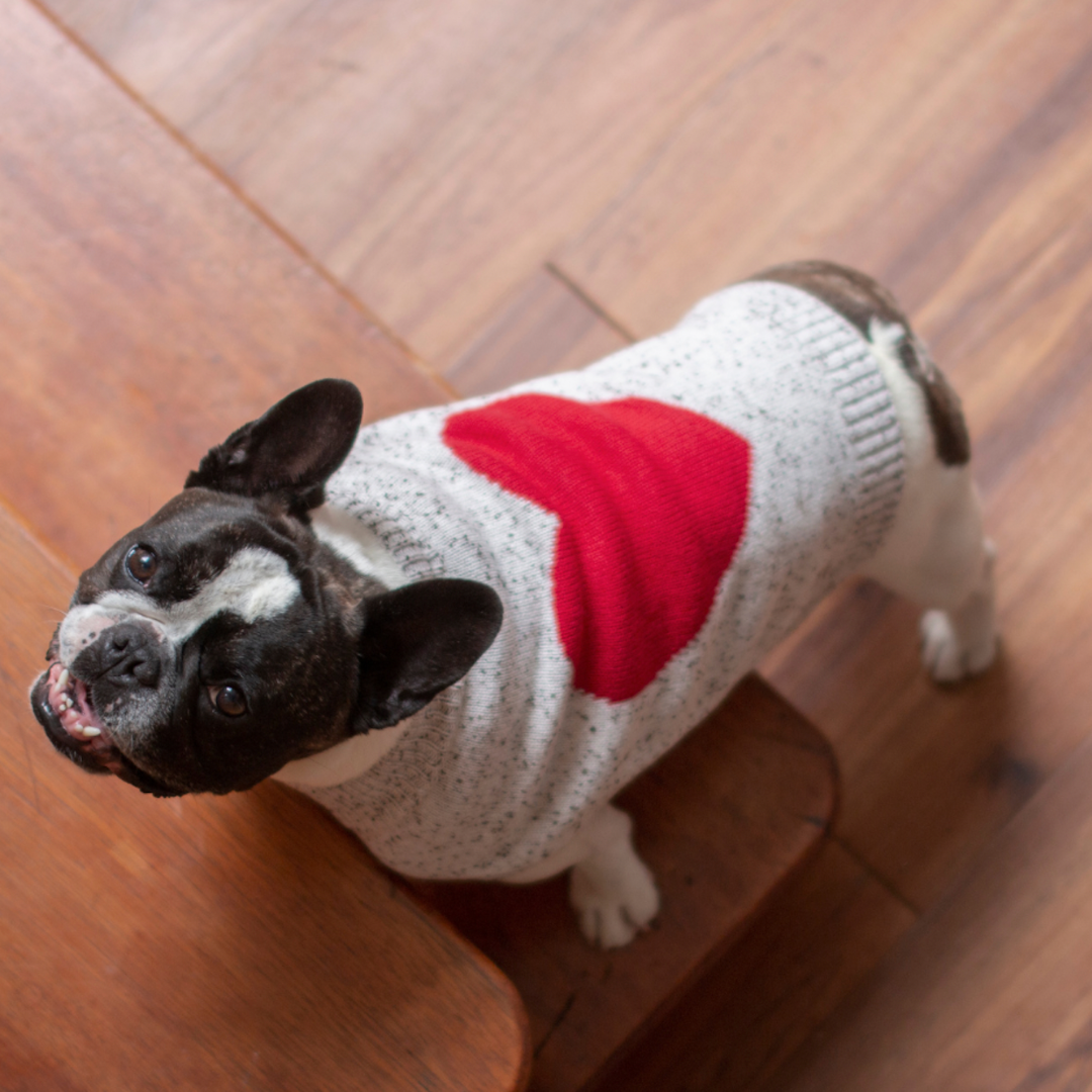 DGG This Much Knitted Dog Jumper